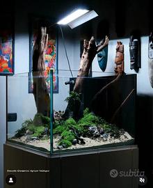 legni acquario 