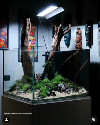 legni acquario 