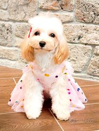 Maltipoo femminuccia mini 6 mesi e mezzo 2,400 kg