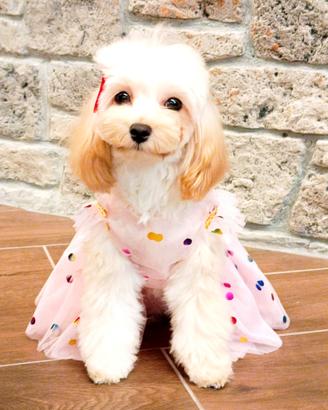 Maltipoo femminuccia mini 6 mesi e mezzo 2,400 kg