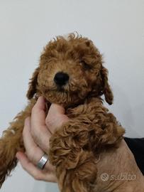 Barboncini toy e nani