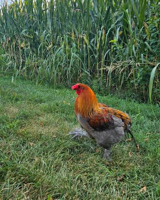 gallo olive egger