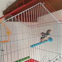 Diamantini mandarini