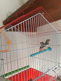 Diamantini mandarini