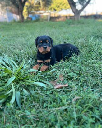 Rottweiler