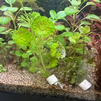 Piante per acquario