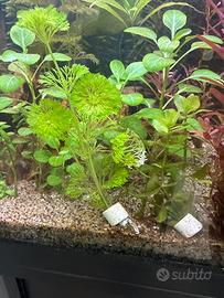 Piante per acquario