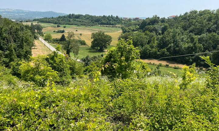 Terreno agricolo incolto