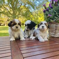 Shihtzu cuccioli