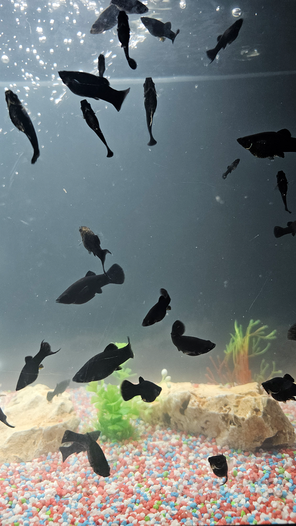 Black Molly - Animali In vendita a Salerno