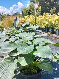 hosta pianta