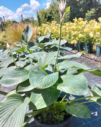 hosta pianta