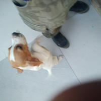 Cuccioloni pointer puro