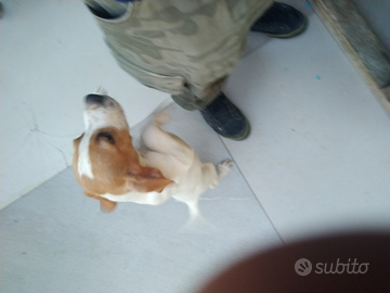 Cuccioloni pointer puro