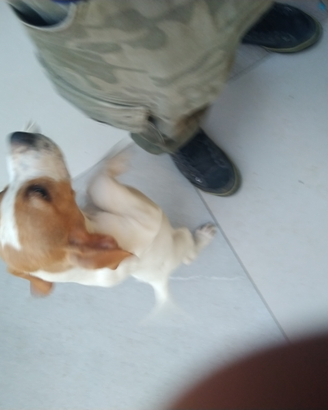Cuccioloni pointer puro