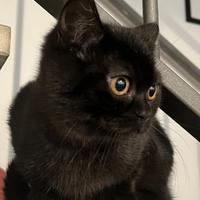 SALEM scottish straight nero