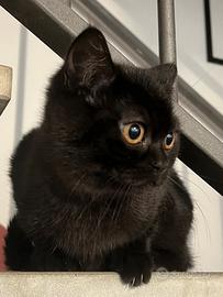 SALEM scottish straight nero