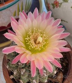 Parodia adulta in fioritura, con magnifico fiore