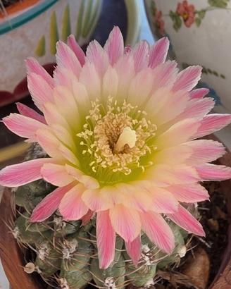 Parodia adulta in fioritura, con magnifico fiore