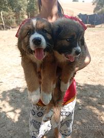 Cuccioli bovaro del bernese/ pastore del caucaso