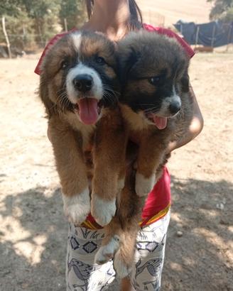 Cuccioli bovaro del bernese/ pastore del caucaso