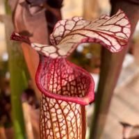 Sarracenia 149 AC napp pianta carnivora