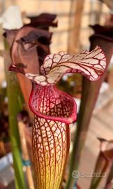 Sarracenia 149 AC napp pianta carnivora