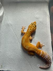 Geco leopardino