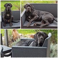 Cuccioli cane corso
