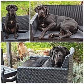 Cuccioli cane corso