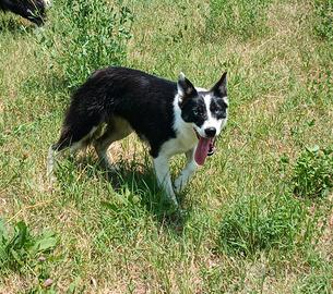 Border collie linea da lavoro
