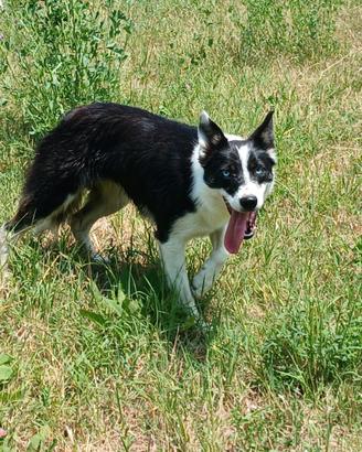 Border collie linea da lavoro