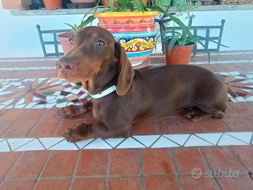 Bassotto manto cioccolato con Pedigree Enci
