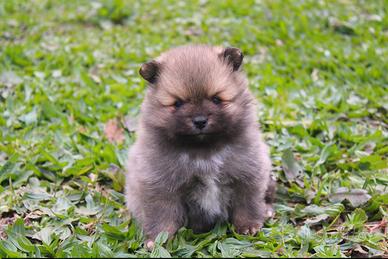 Volpino Italiano maschio Pedigree