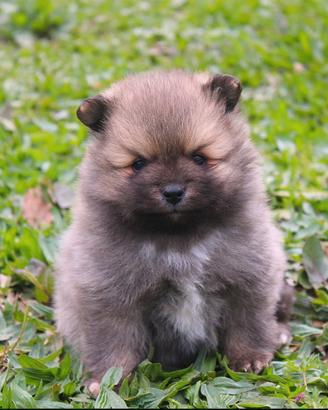 Volpino Italiano maschio Pedigree