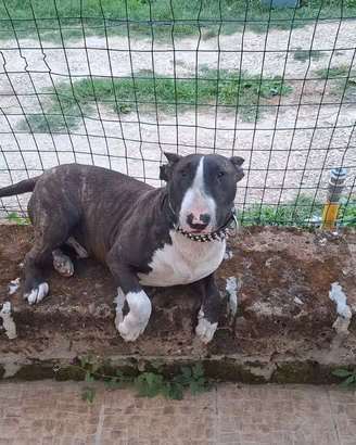 Bull terrier