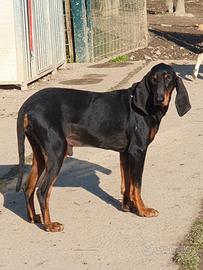 Taddeo 7 anni