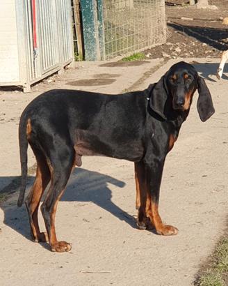 Taddeo 7 anni