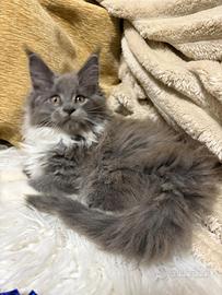 Maine Coon cuccioli