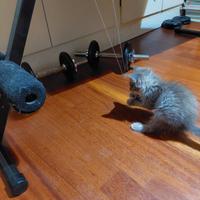 parquet Doussie' Africa