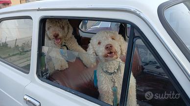 Lagotti romagnoli bianchi con pedegree