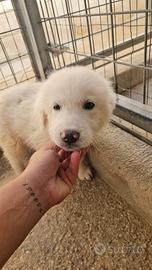 Nuvola: 3 mesi taglia media