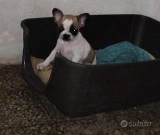 Incrocio chiwawa