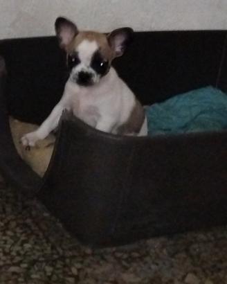 Incrocio chiwawa