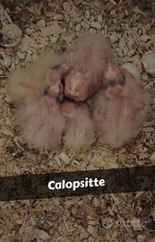 Calopsitte pulli