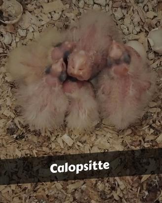 Calopsitte pulli