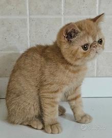 Cucciolo di exotic shorthair