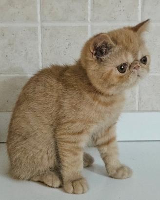 Cucciolo di exotic shorthair