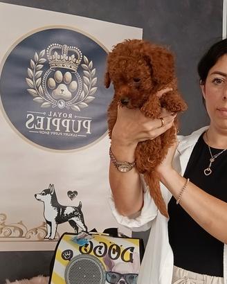 cuccioli barboncini subito disponbili 