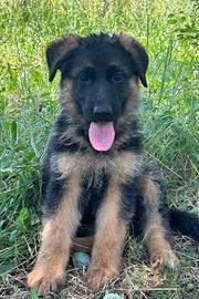 Super cuccioli Pastore Tedesco Pedigree